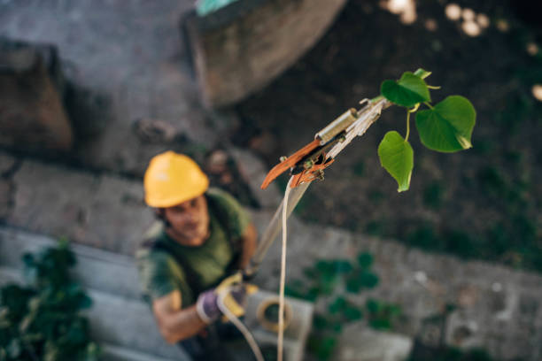 Best Palm Tree Trimming  in Timber Pines, FL